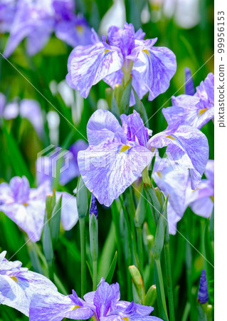 Iris Iris 99956153