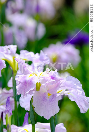 鳶尾花 鳶尾花 99956158