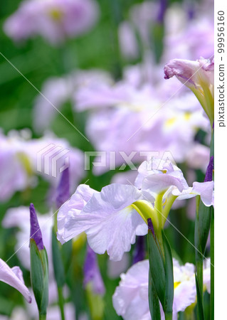 Iris Iris 99956160