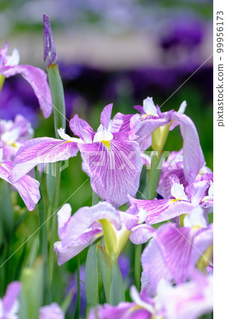鳶尾花 99956173