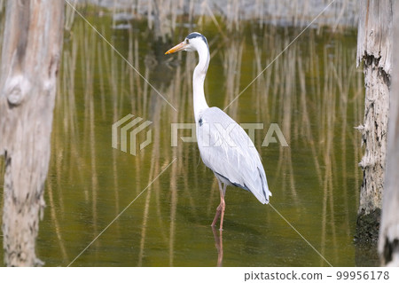 Heron 99956178