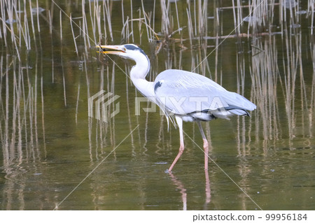 Heron Heron 99956184