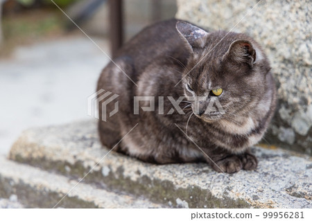 A cat on Neko no Hosomichi in Onomichi City, Hiroshima Prefecture, Japan A cat on Neko no Hosomichi in Onomichi City, Hiroshima Prefecture, Japan 99956281
