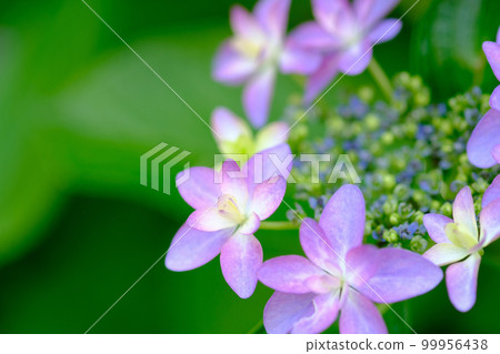 繡球 繡球 99956438