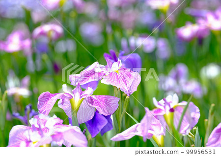 Iris 99956531