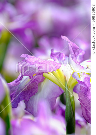 Iris Iris 99956908