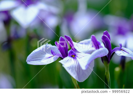 Iris Iris 99956922