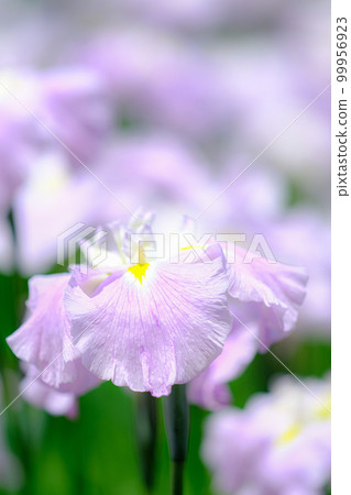 Iris Iris 99956923