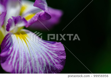 Iris Iris 99956956