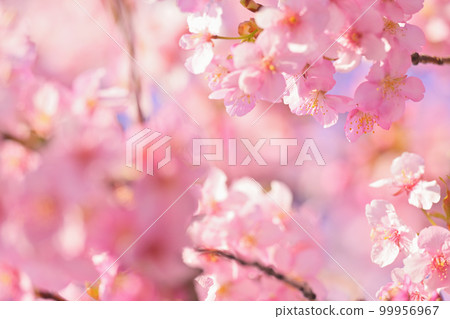 Kawazu cherry tree Kawazu cherry tree 99956967