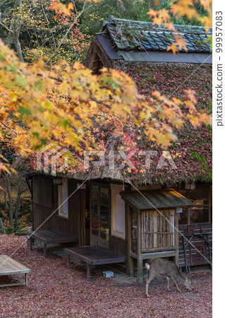 Kasugano Momiji no Sato in Nara City, Nara Prefecture, Japan Mizutani Chaya with a thatched roof and wild deer and autumn leaves Kasugano Momiji no Sato in Nara City, Nara Prefecture, Japan Mizutani Chaya with a thatched roof and wild deer and autumn leaves 99957083
