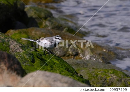 Standing Wagtail Standing Wagtail 99957399