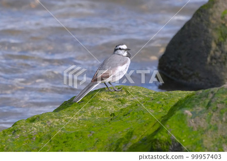 Standing Wagtail Standing Wagtail 99957403