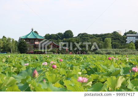 Shinobazu池塘蓮花 99957417