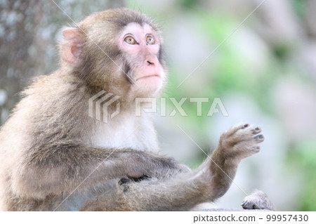 大分高崎山自然動物園的猴子 99957430