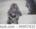 好奇大分高崎山自然動物園 99957432