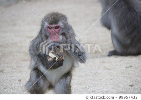 好奇大分高崎山自然動物園 99957432
