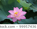 Shinobazu池塘蓮花 99957436