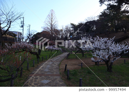 Plum Grove in Okurayama Park, Kohoku Ward, Yokohama City Plum Grove in Okurayama Park, Kohoku Ward, Yokohama City 99957494