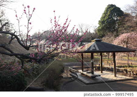 Plum Grove in Okurayama Park, Kohoku Ward, Yokohama City 99957495