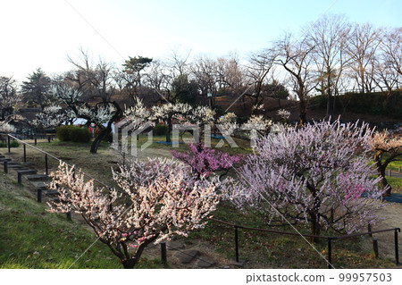 Plum Grove in Okurayama Park, Kohoku Ward, Yokohama City 99957503