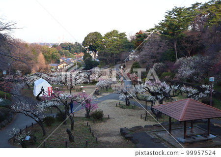 橫濱市港北區大倉山公園梅林 橫濱市港北區大倉山公園梅林 99957524