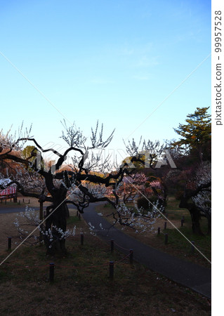 Plum Grove in Okurayama Park, Kohoku Ward, Yokohama City 99957528