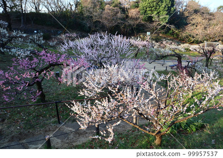 Plum Grove in Okurayama Park, Kohoku Ward, Yokohama City 99957537