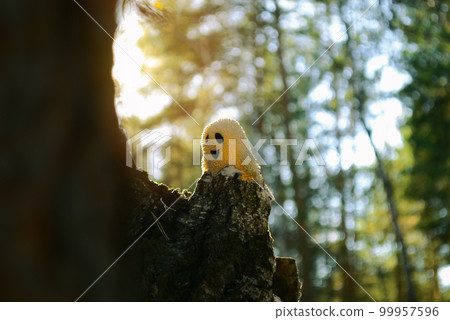 A smiling toy ghost peeks out from behind the bark of a tree on the side and sunlit A smiling toy ghost peeks out from behind the bark of a tree on the side and sunlit 99957596
