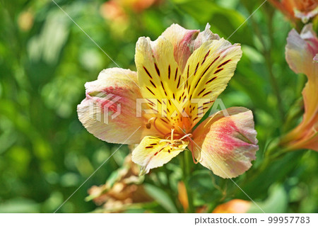 Alstroemeria flowers (summer, June) Alstroemeria flowers (summer, June) 99957783