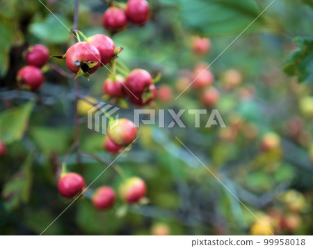 九月開始變色的巨型山楂 99958018