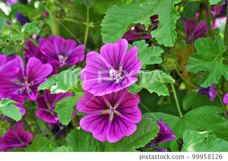 Red-purple common mallow flowers (summer, June) Red-purple common mallow flowers (summer, June) 99958126