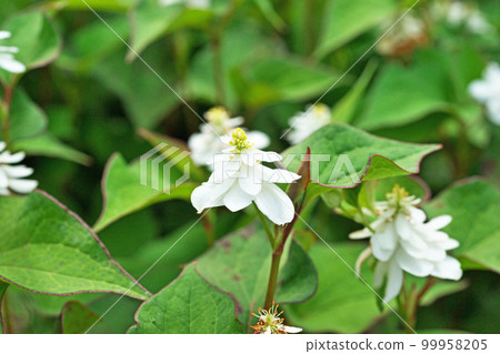 White dokudami flowers (summer, June) 99958205