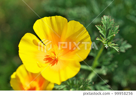 Orange poppy flower (summer, june) Orange poppy flower (summer, june) 99958256