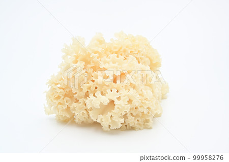 繡球菌 繡球菌 99958276