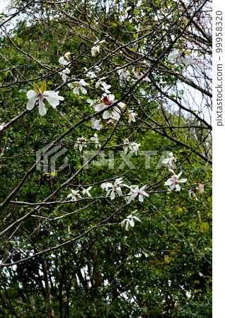 Snap Photo: 北總花之岡公園 吹著春風散步 Snap Photo: 北總花之岡公園 吹著春風散步 99958320