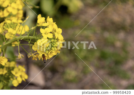 黃色的油菜花和蜜蜂 黃色的油菜花和蜜蜂 99958420