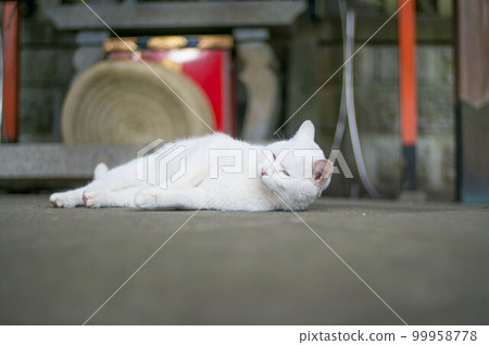 一隻白貓在京都伏見稻荷神社打瞌睡 一隻白貓在京都伏見稻荷神社打瞌睡 99958778