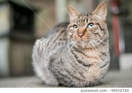 A cat quietly waiting for spring at the Fushimi Inari shrine in Kyoto 99958780