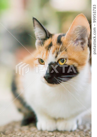 A stray kitten sitting on a cushion at Fushimi Inari Shrine in Kyoto and relaxing 99958783