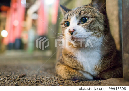 A stray cat relaxing at Fushimi Inari Shrine at night in Kyoto A stray cat relaxing at Fushimi Inari Shrine at night in Kyoto 99958808