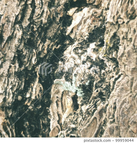 Tree skin Tree skin 99959044