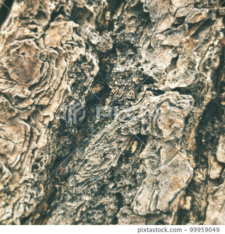 Tree skin Tree skin 99959049