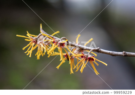 預示春天到來的萬作花 99959229