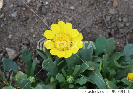 Yellow chrysanthemum multicore flowers blooming in a Japanese early spring garden 99959466