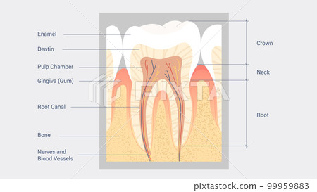 Tooth Anatomy Diagram - Stock Illustration [99959883] - PIXTA