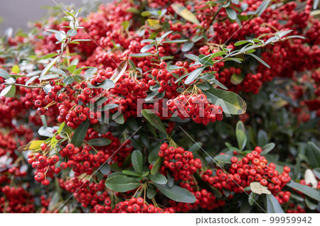 Red fruit of Tokiwa hawthorn Red fruit of Tokiwa hawthorn 99959942