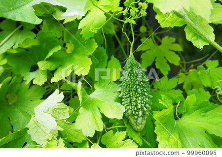 Fruit of bitter gourd 99960095
