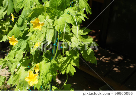 Green curtain of goya Green curtain of goya 99960096