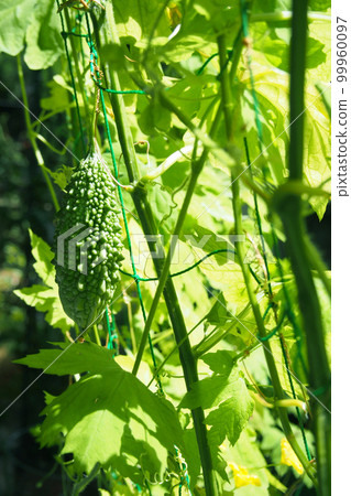 Fruit of bitter gourd 99960097